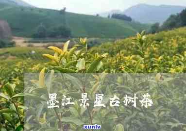 墨江景星古树茶价格查询，墨江景星古树茶价格是多少？从这里快速查询！