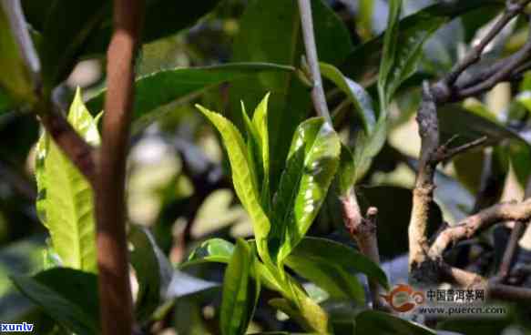 云南百年古树茶价格多少？一斤的价格是多少？