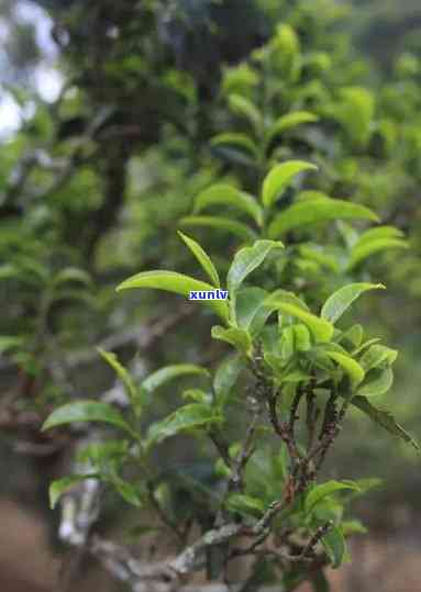 革登古树茶：产地、口感与特点全解析