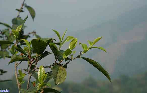 革登古树茶口感特点，深度解析：革登古树茶的独特口感特点