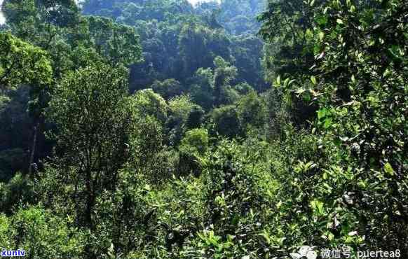 曼西凉古树茶山，探秘曼西凉古树茶山：品味千年古树的韵味