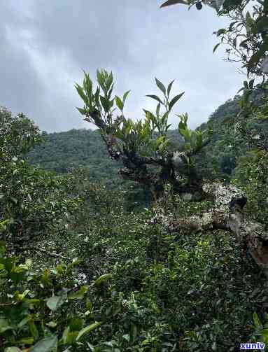 探究拔玛古树茶的独特口感：苦与奶油的味道