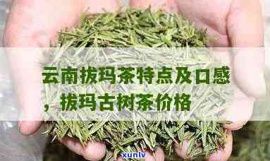 拔玛古树茶能保存多久，拔玛古树茶的保质期是多久？