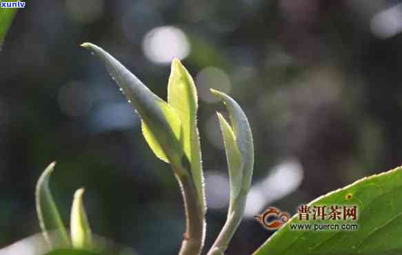 倚邦古树茶价格价格-2020倚邦古树茶价格表