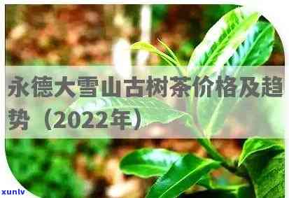 永德雪山古树茶价格查询及官网信息