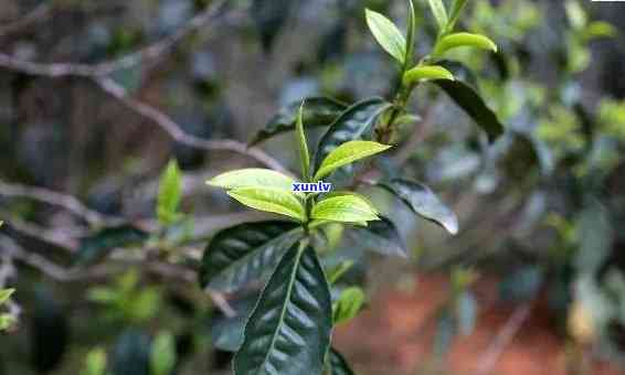 永德大雪山古树茶的特点，探秘永德大雪山：古树茶的独特魅力与特点