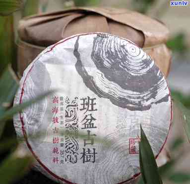 云南班盆古树茶价格-班盆古树普洱茶价格