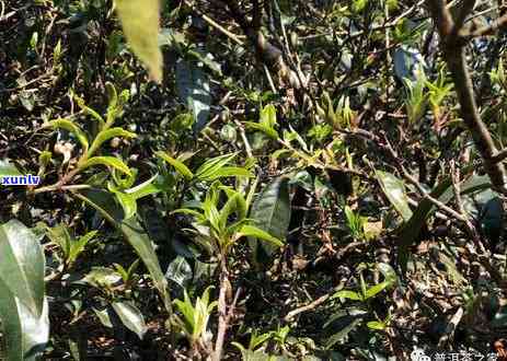 热带雨林古树茶价格表，探究热带雨林古树茶的价格表：一份详尽的茶叶行情指南