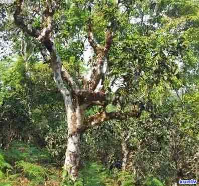 热带雨林古树茶价格：多少钱一斤？