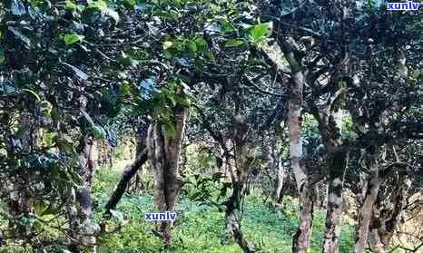 热带雨林古树茶价格：多少钱一斤？