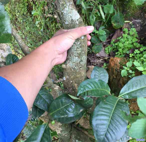 古树红茶价格，【限时抢购】古树红茶，原产地直供，纯手工 *** ，香气四溢，口齿留香！超值优价等你来拿！