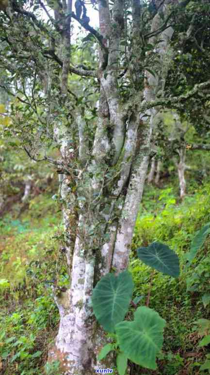 保山古树茶价格-保山茶区六大古树群