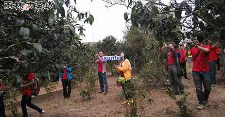 雨林古树茶多少钱，探寻神秘的雨林古树茶：价格解析与购买建议