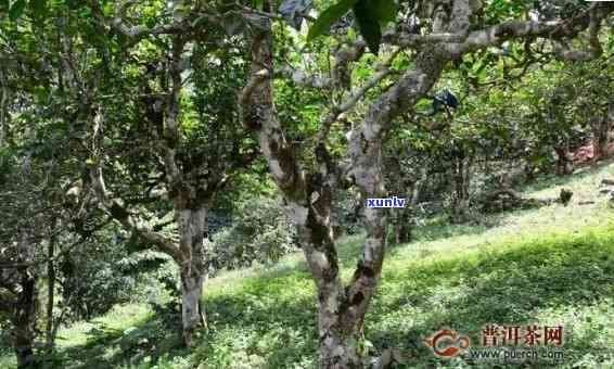 雨林古树茶山韵价格，探索神秘的雨林古树茶：山韵价格详解