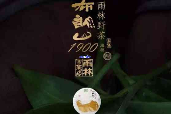 雨林古树茶山韵价格，探索神秘的雨林古树茶：山韵价格详解