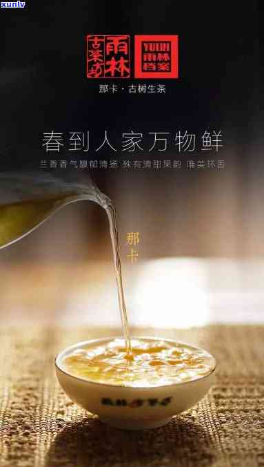 雨林古树茶：专业提供顶级古树茶产品及优质服务