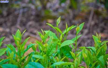 云南永德古树茶价格-云南永德古树茶价格表