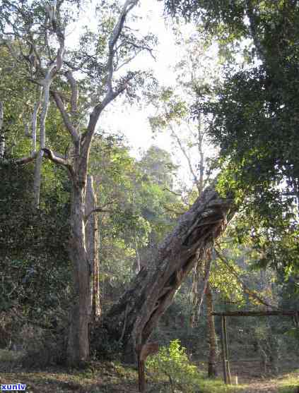 庆丰祥普洱茶2007:年份精选，古树茶香，醇厚口感，珍藏佳品