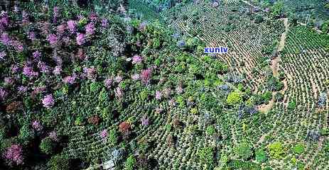 景迈古树茶价钱，探秘高端茶叶市场：景迈古树茶的价钱究竟几何？