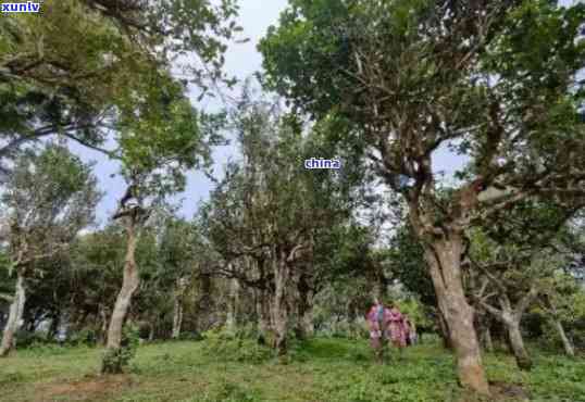 云南景迈古树茶在什么地区，揭秘云南景迈古树茶的产地——寻找那一片神秘的茶叶世界