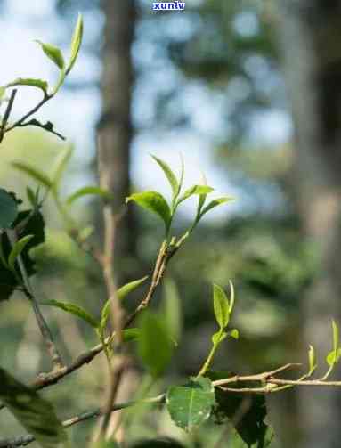 云南景迈古树茶在什么地区，揭秘云南景迈古树茶的产地——寻找那一片神秘的茶叶世界