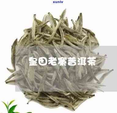 皇田老寨古树茶价格多少？一斤多少钱？查询最新价