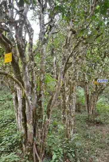 九台坡普洱茶是哪个茶区，探寻茶香之旅：揭秘“九台坡普洱茶”所属的茶区