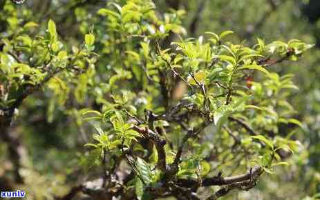 老挝千年古树茶价格-老挝千年古树茶价格表