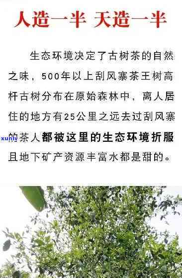 普洱茶价格区间及影响因素解析：每饼茶叶的价格是如何决定的？