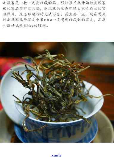 刮风寨古树茶的价格-刮风寨古树茶价格表2023