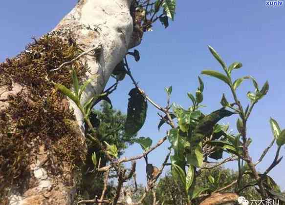 探索格朗和茶区：山头种类与独特口感