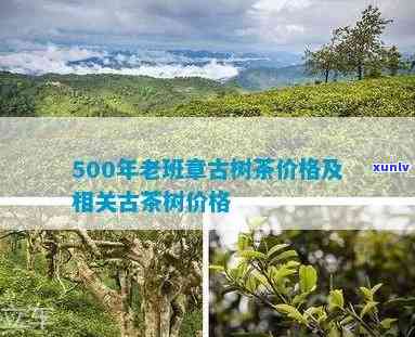 章朗古树茶最新价格-章朗古树茶最新价格走势