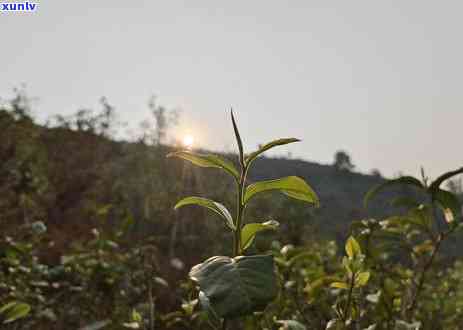 磨烈古树茶特征与特点，探秘磨烈古树茶：特征与特点解析