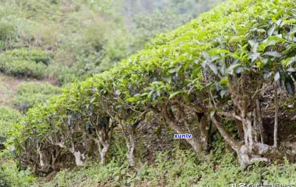 澜沧景迈古茶园有那些茶树，探秘澜沧景迈古茶园：丰富多样的茶树种类