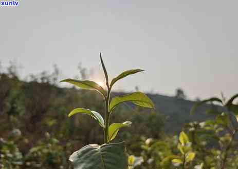 临沧磨烈古树茶价格-临沧磨烈古树茶的特点