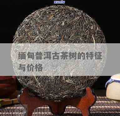 临沧娜罕古树茶价格-娜罕古树茶特点