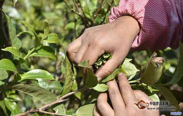 茶采摘时间与花期全解：茶是什么时候采的？