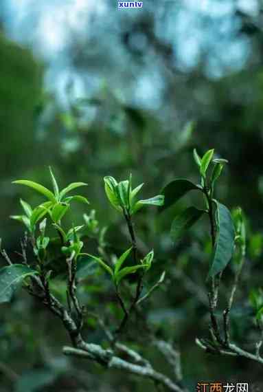 云南大叶青茶叶，品尝云南大叶青：一种独特而美味的茶叶体验