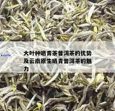 云南大叶青茶怎么喝-云南大叶青茶叶