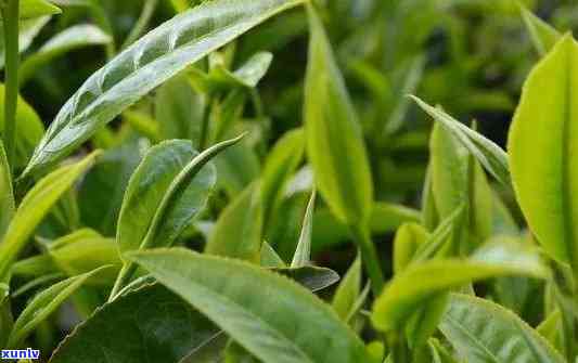 云南各大茶山茶叶特点，深度解析：云南各大茶山的茶叶特点与区别