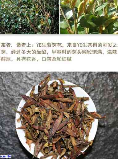 云南野生紫芽孢茶，探索大自然的馈赠：云南野生紫芽孢茶的魅力与保健功效