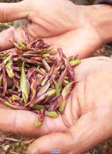 云南野生紫芽孢茶，探索大自然的馈赠：云南野生紫芽孢茶的魅力与保健功效