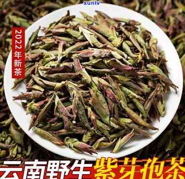 云南紫芽孢茶的存放-紫芽孢茶怎么保存