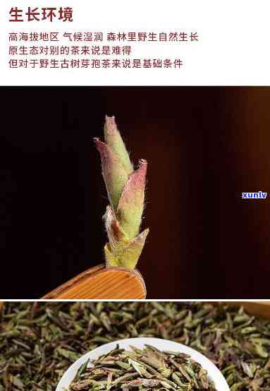 云南紫芽孢茶的存放-紫芽孢茶怎么保存