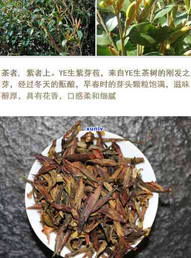 云南紫芽孢茶的存放-紫芽孢茶怎么保存