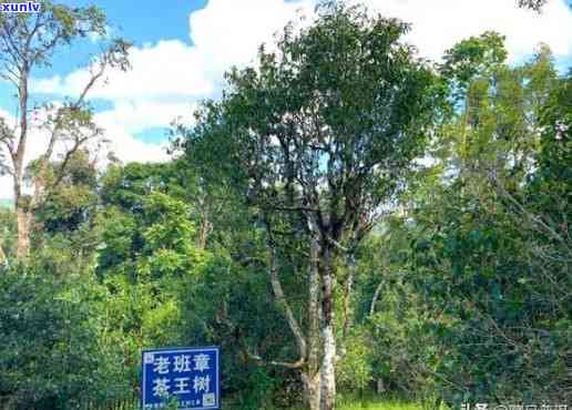 雨林古树茶厂：春海茶厂的厂家地址与详细介绍