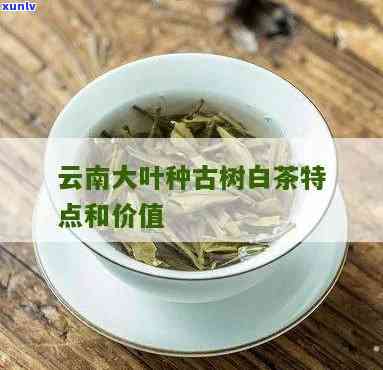 云南大叶种茶的特点-云南大叶种茶的特点味感好