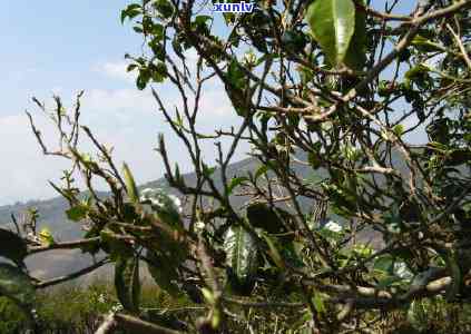 黄草坝野生古茶树，探访黄草坝：揭秘野生古茶树的神秘世界