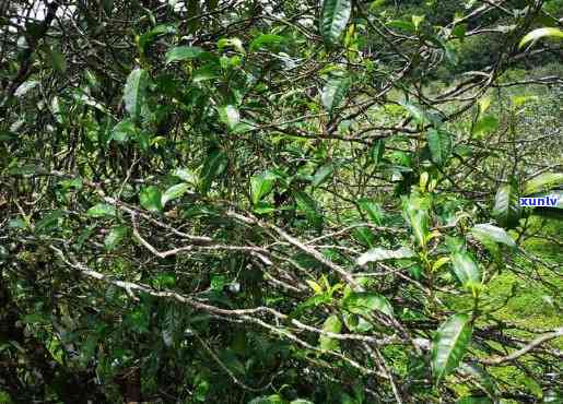 黄草坝野生古茶树，探访黄草坝：揭秘野生古茶树的神秘世界