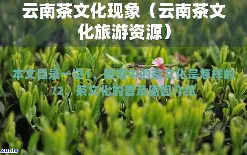 深入解析：云南的茶文化现象及其特点